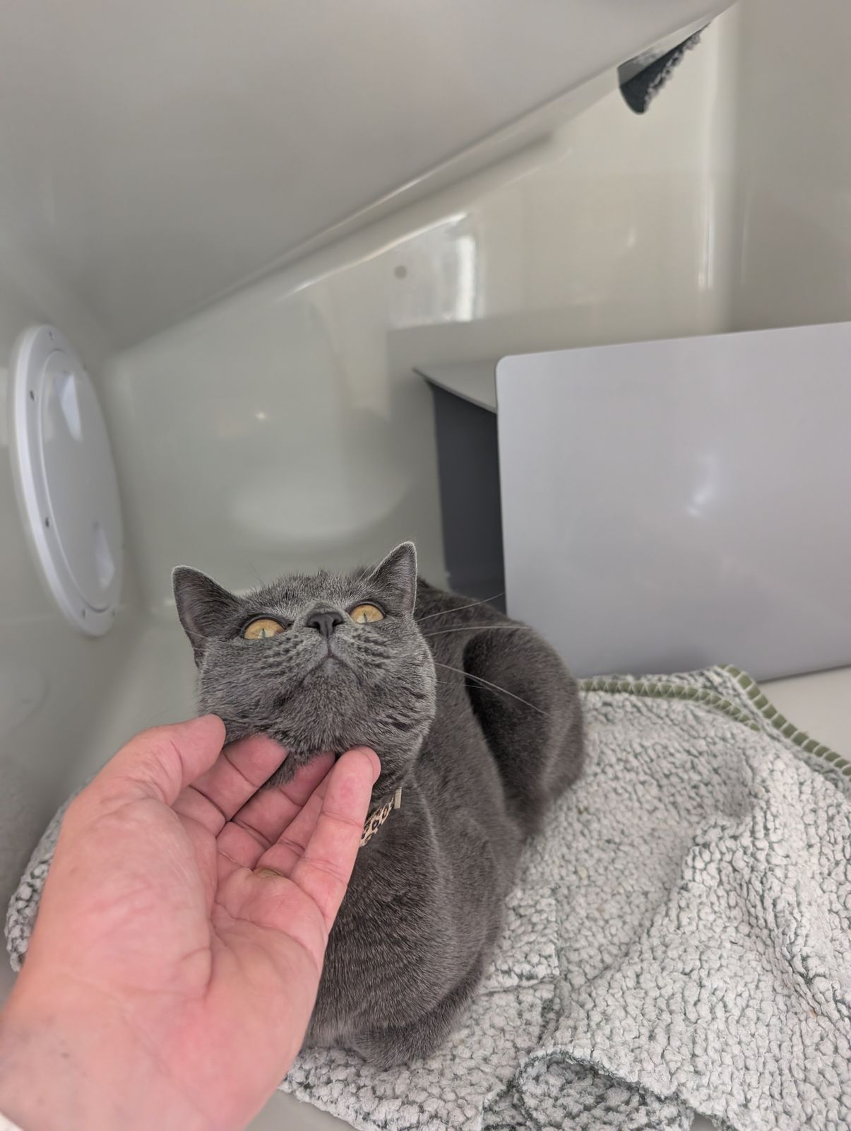 Grey shorthaired cat in a cat condo looking up calmly while a hand gently cups its chin