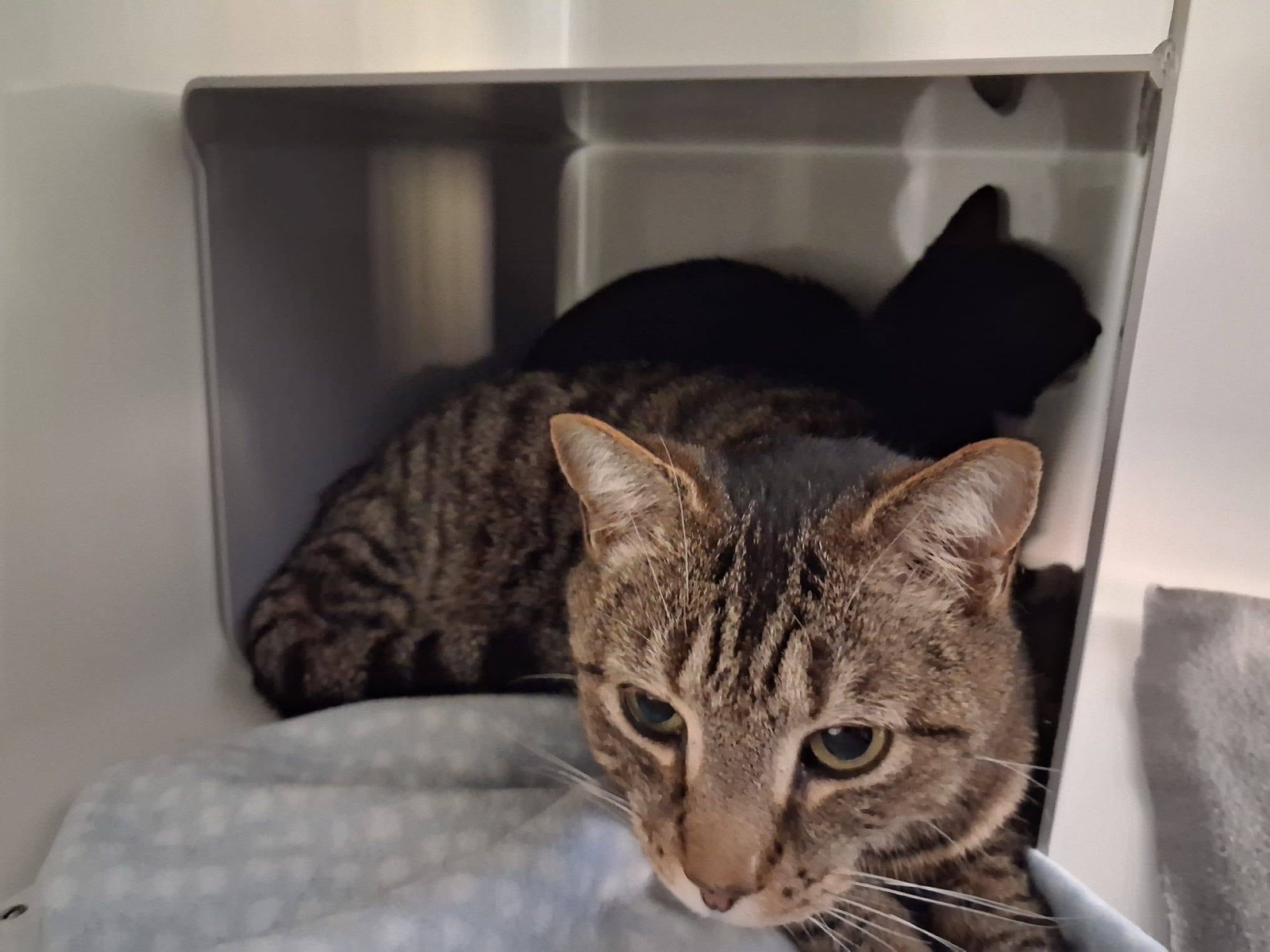 Tabby cat resting on a soft blue blanket in a condo bed, with a black cat curled up behind it