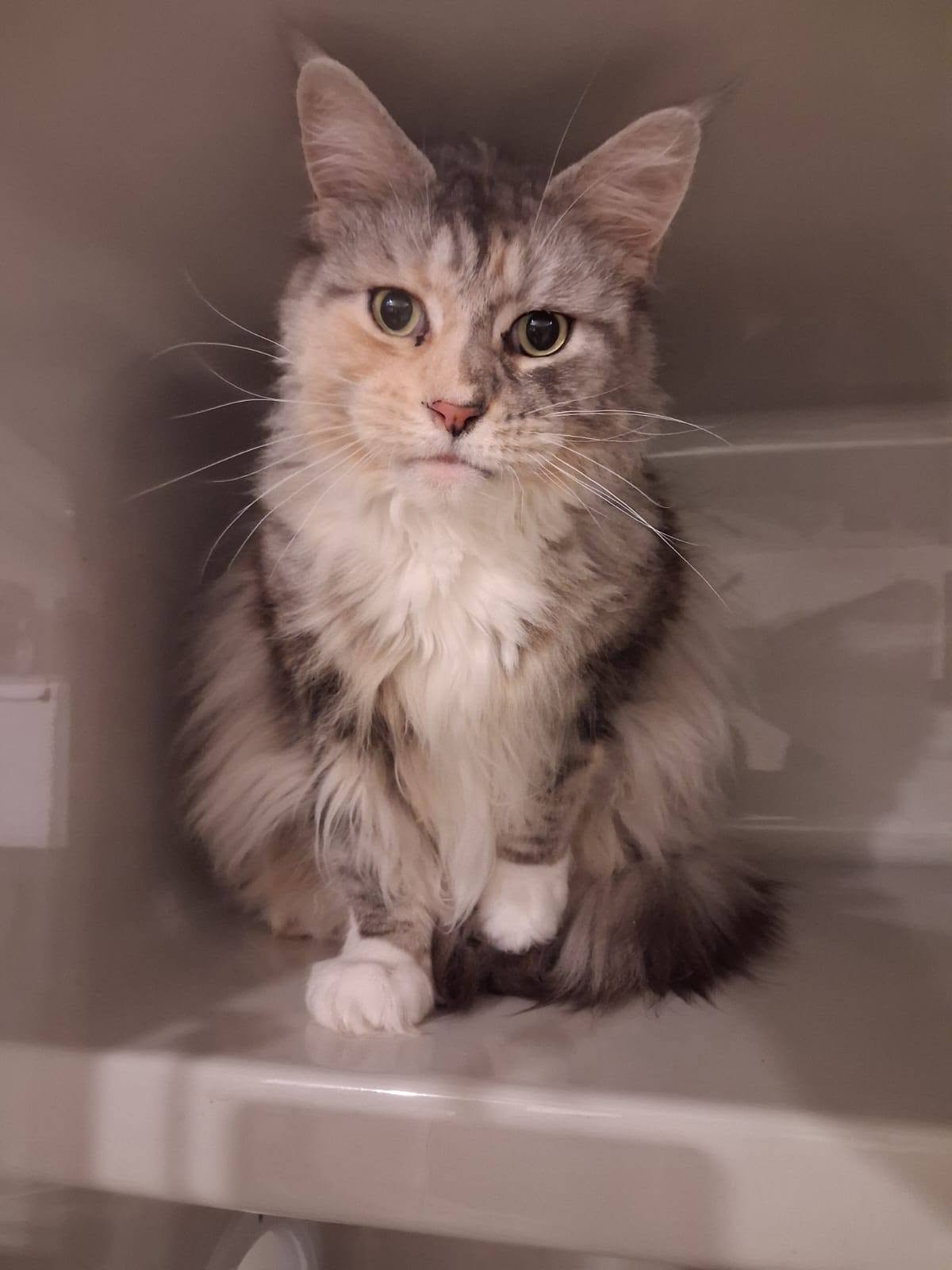 Fluffy grey and white longhaired cat with a thick ruff sitting on a shelf in a cat condo