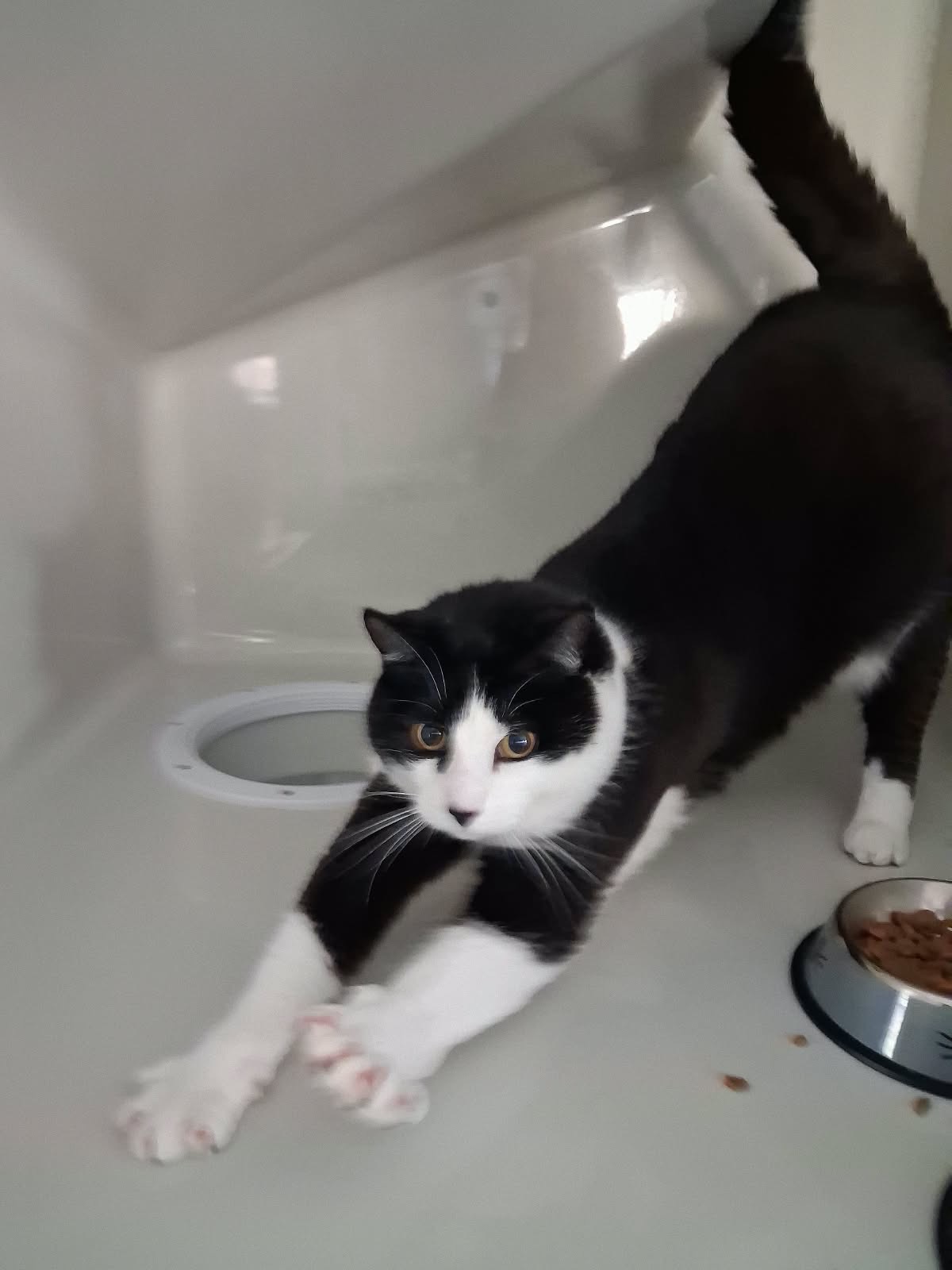 Black and white cat stretching out its front paws on the floor of a white cat condo