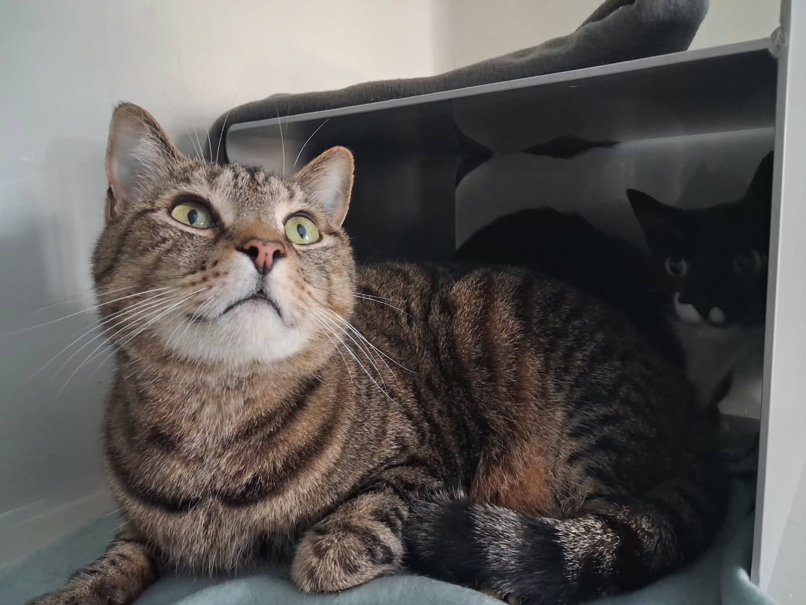 Tabby cat lying in a white cat condo and looking up, with a black cat resting behind