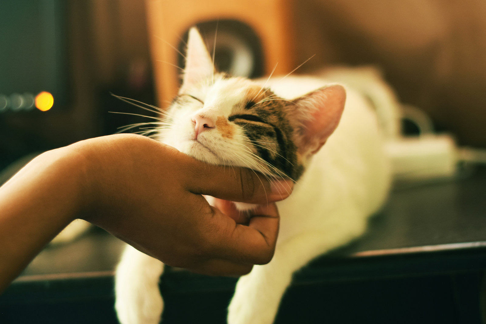 White and tabby cat closing its eyes while someone scratches under its chin