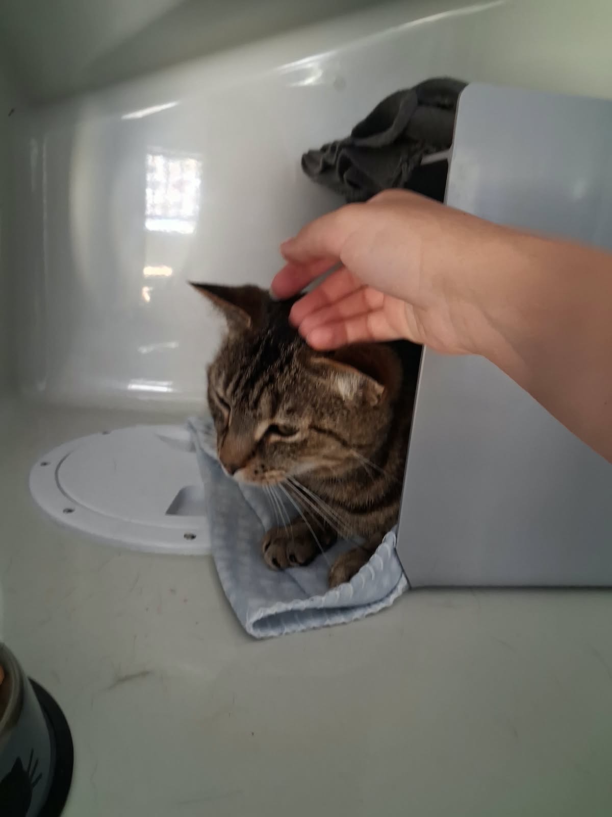 Hand stroking the head of a tabby cat resting on a grey blanket in a cat condo