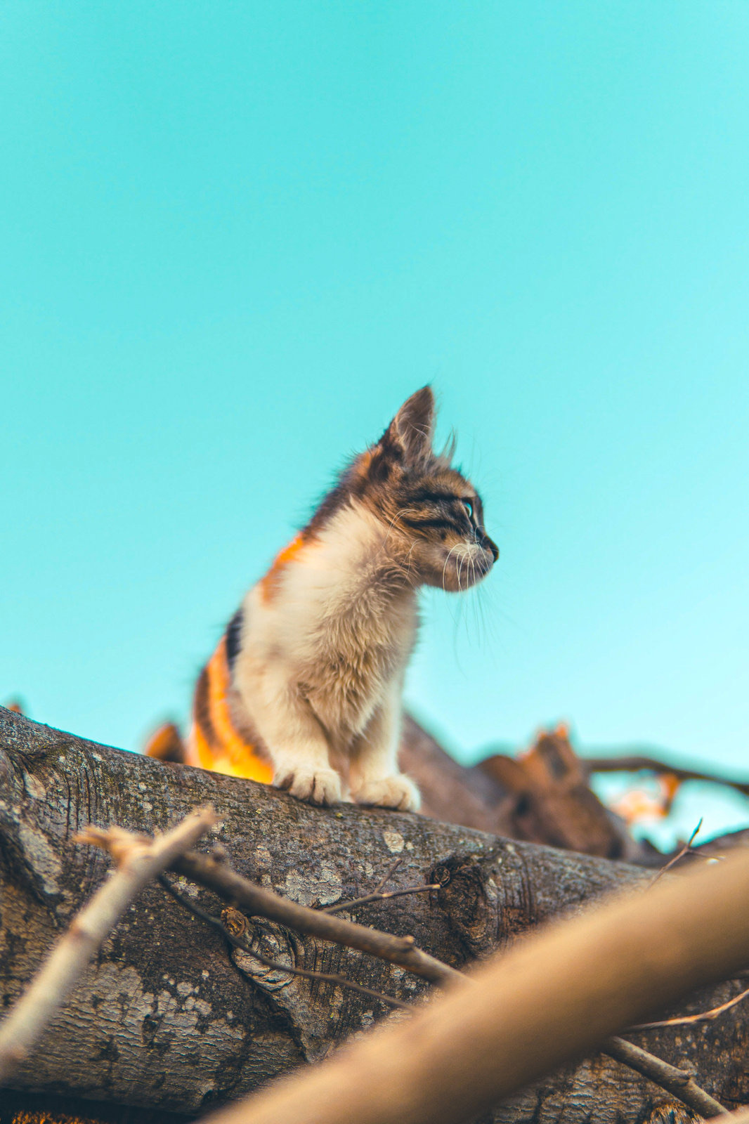 Tabby and white cat perched on a tree branch against a blue sky