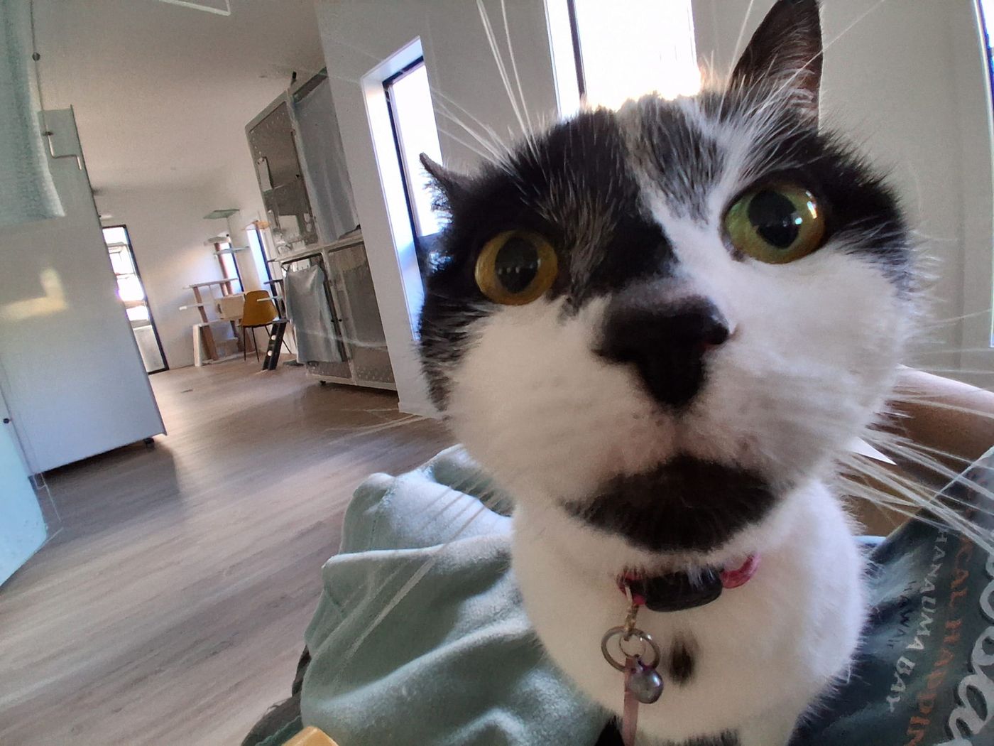Close-up of a black and white guest cat