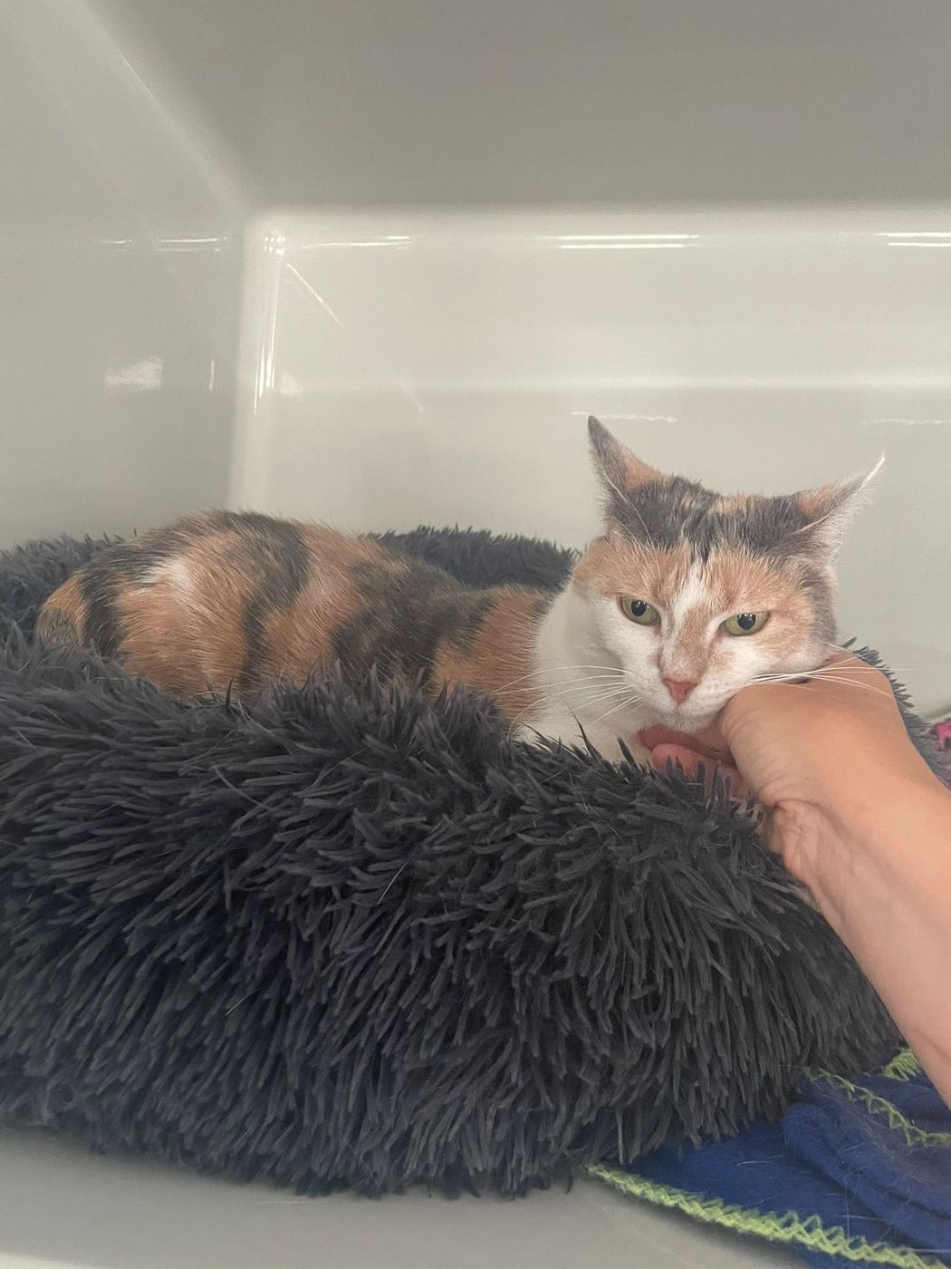 A calico guest cat resting on a soft bed