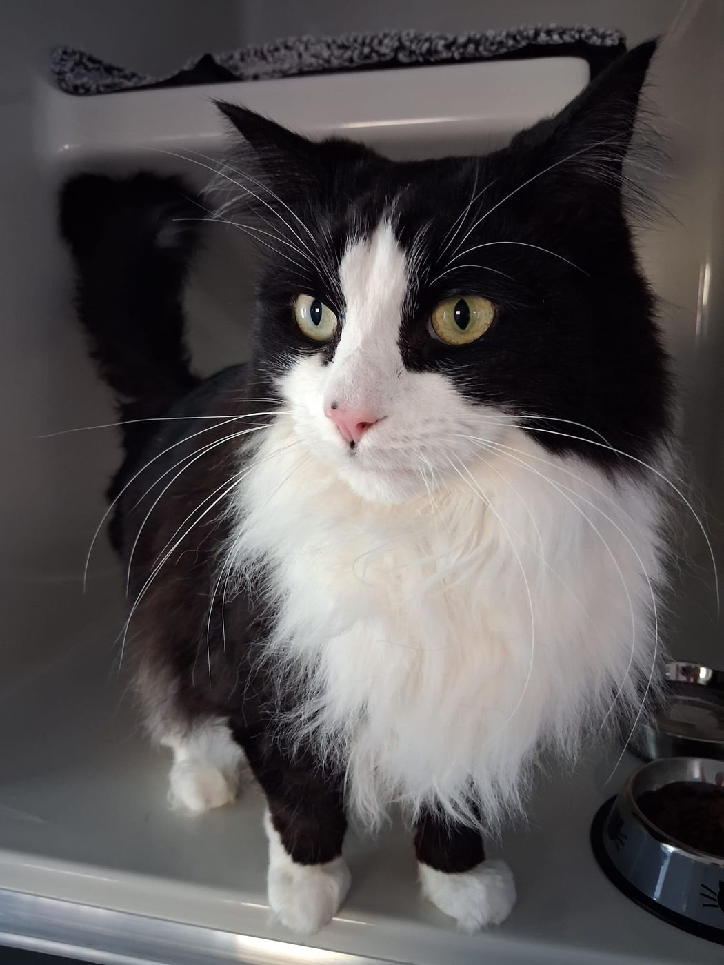 A fluffy black and white guest cat in a condo
