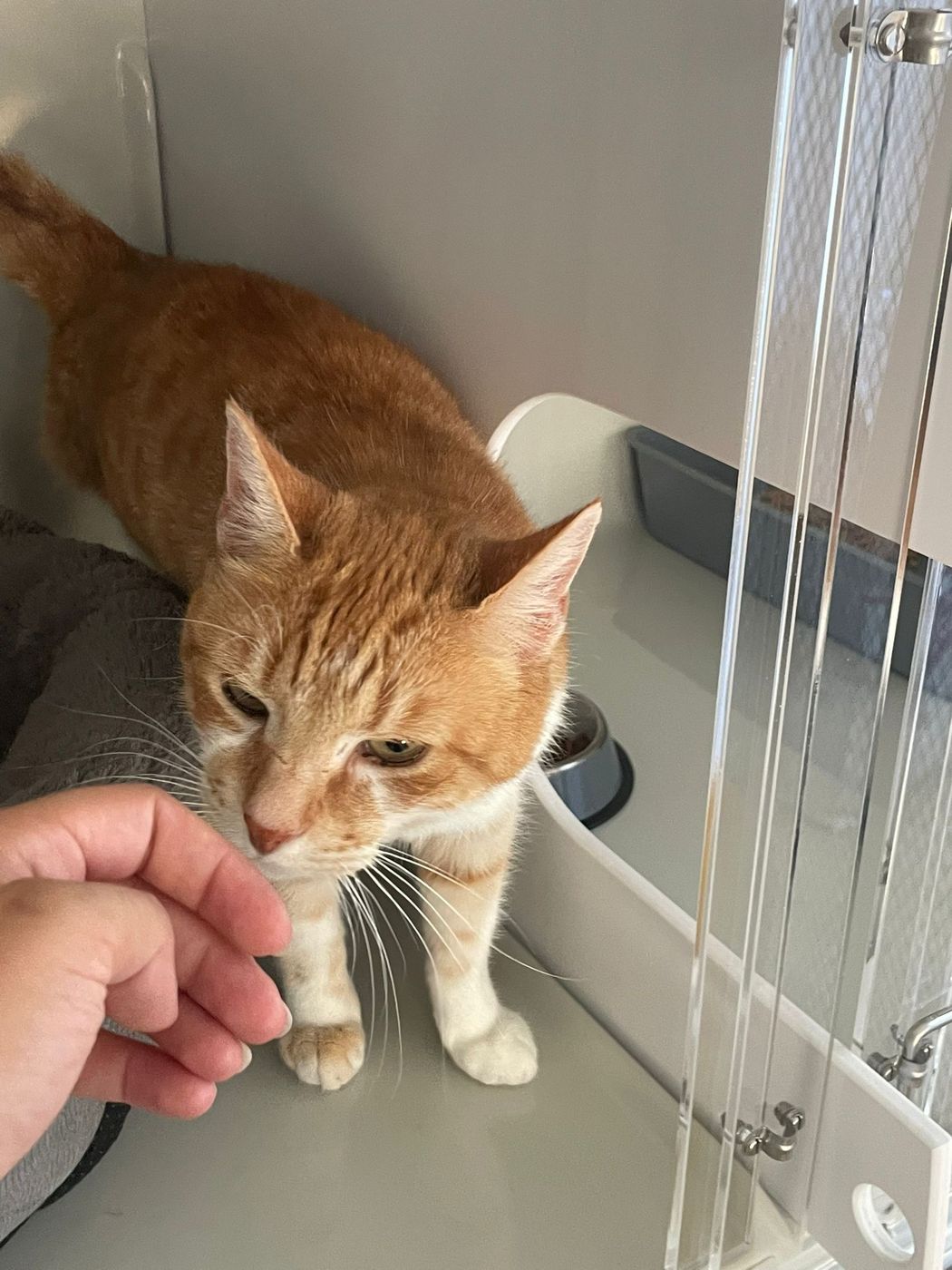 A ginger guest cat getting a chin scratch