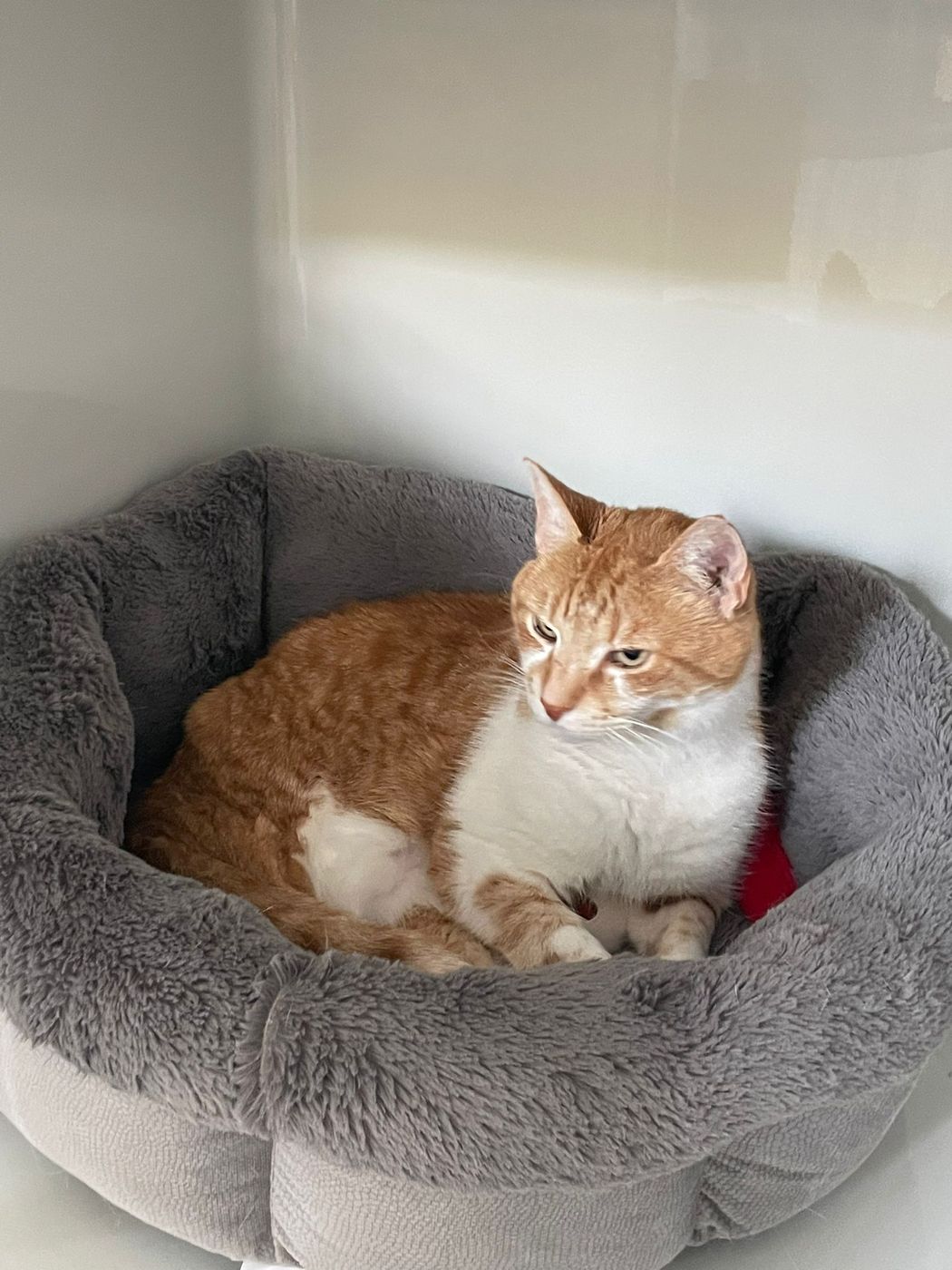 A guest cat curled up in a cosy bed in its condo