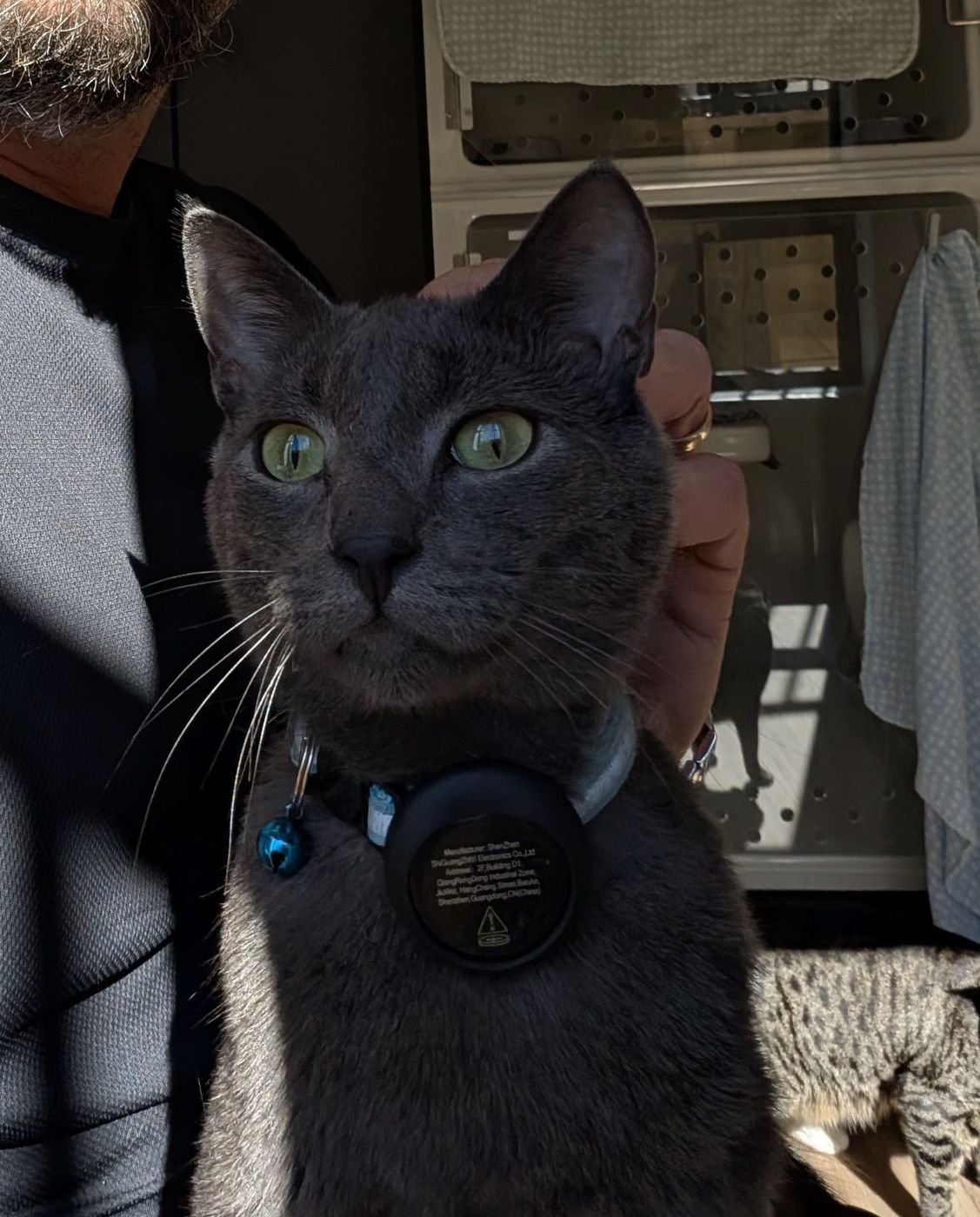 A grey guest cat with green eyes
