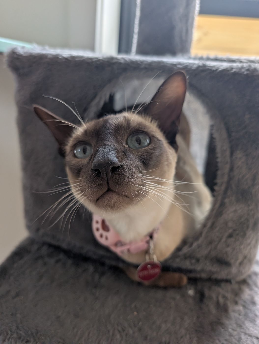 A Siamese guest cat looking up from a cosy cat bed