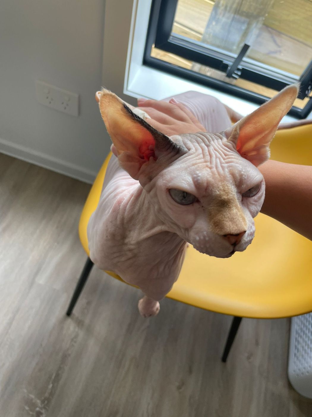 A Sphynx guest cat on a yellow chair