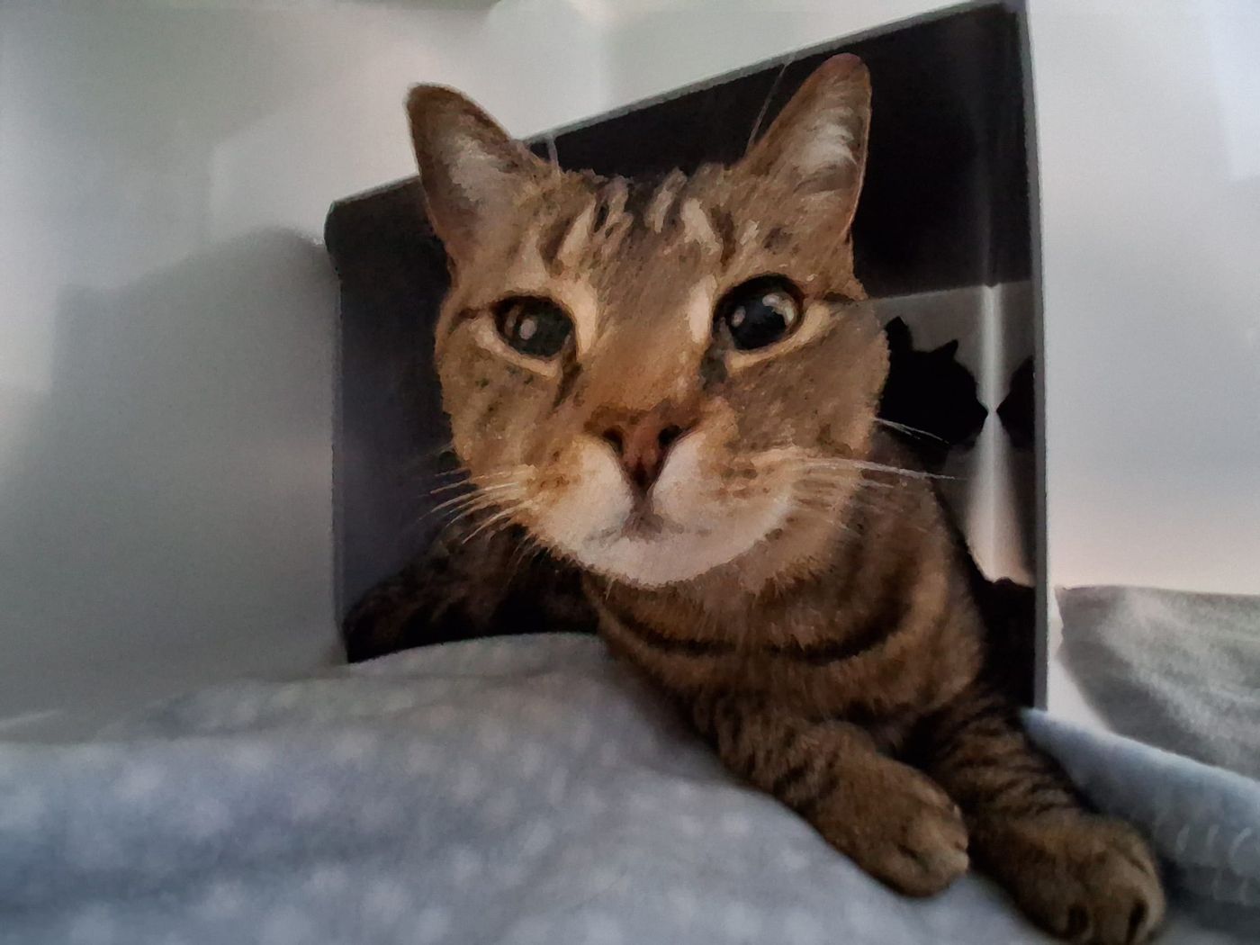 A tabby guest cat relaxing on a blanket