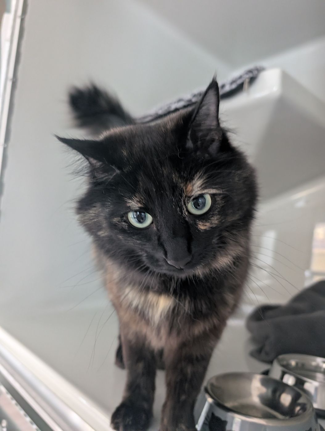 A long-haired tortoiseshell guest cat in her condo