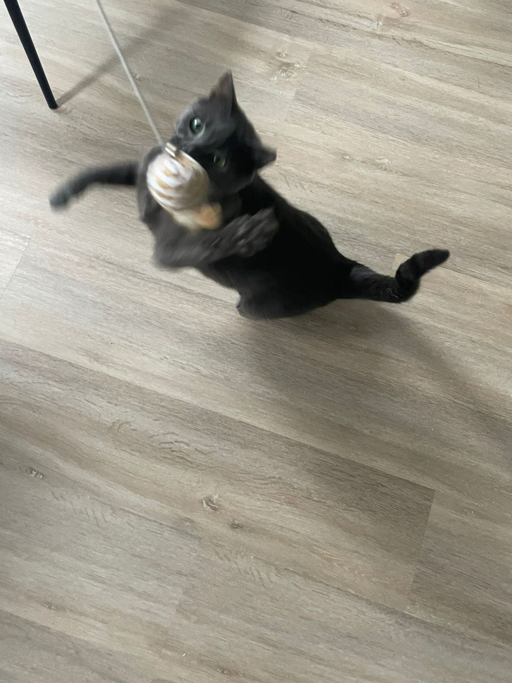 A black and white guest cat playing with a wand toy