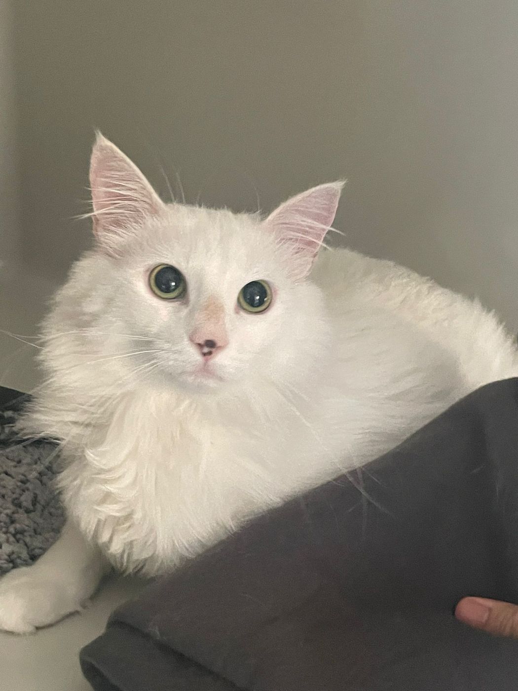 A fluffy white guest cat relaxing in a condo